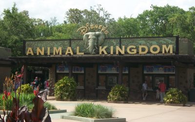 You won’t believe what’s happening at Disney’s Animal Kingdom® Theme Park!